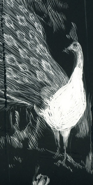 scratchboard drawing of peacock