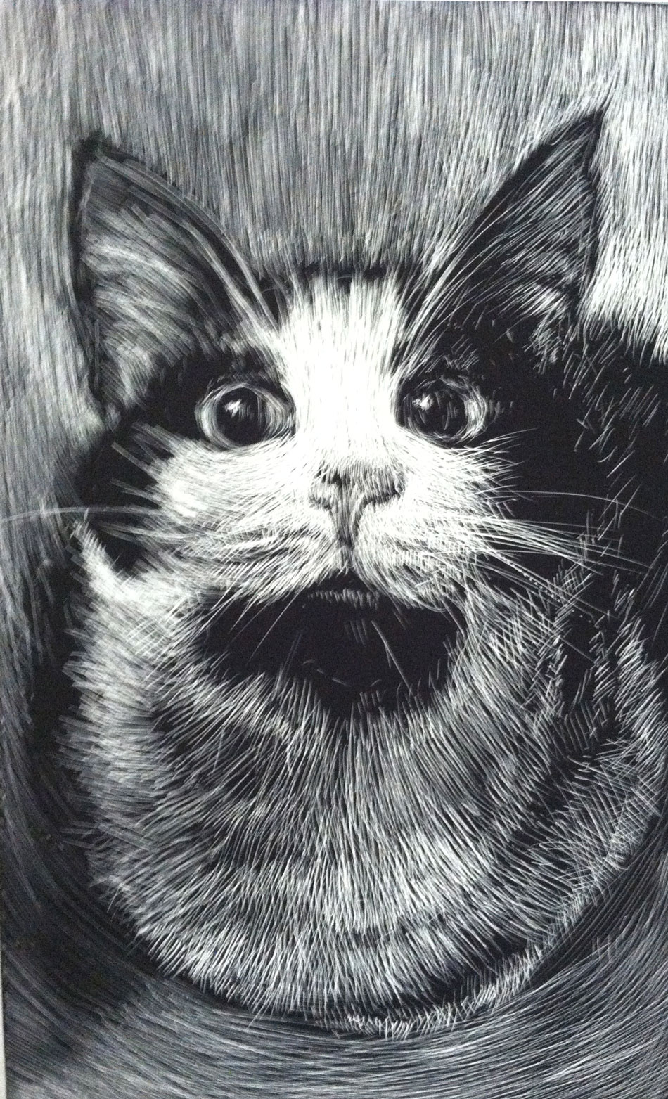 Jasmine cat scratchboard drawing