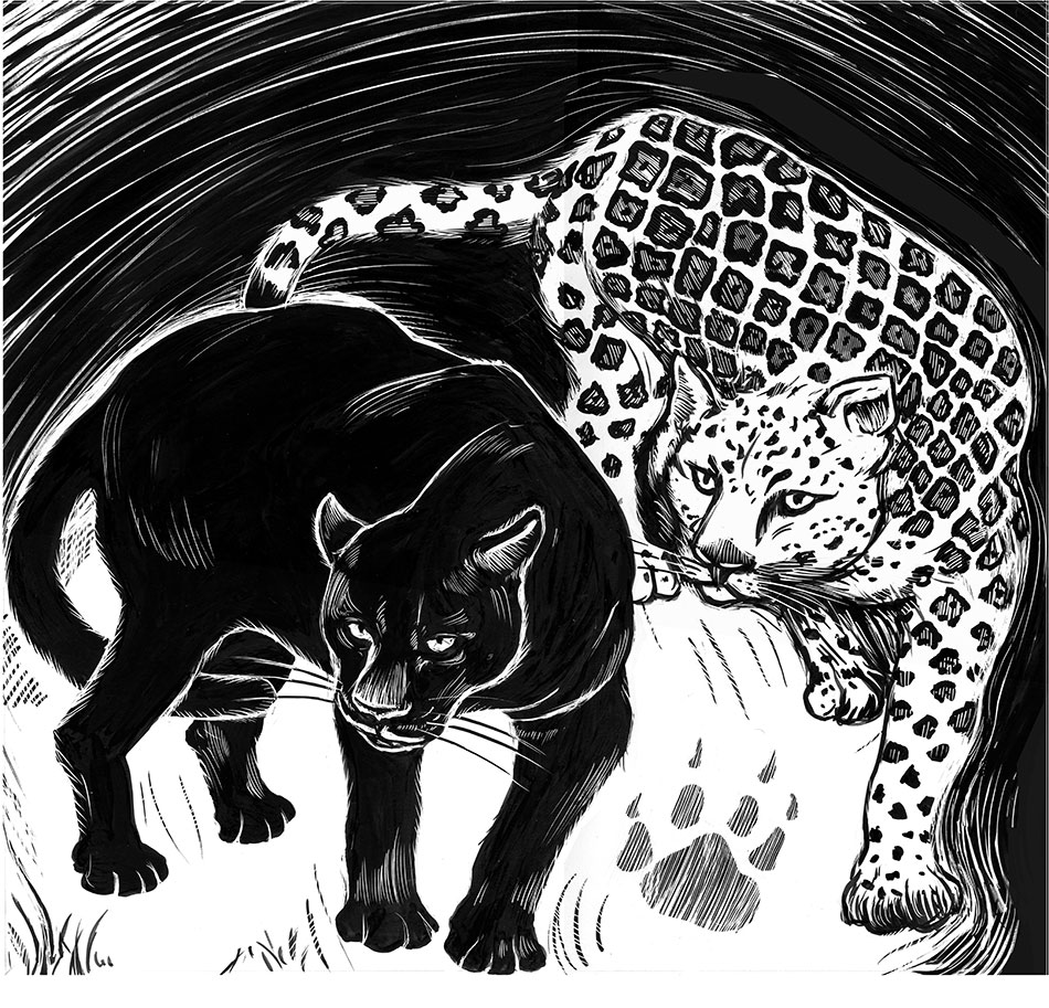 black jaguar and white jaguar scratchboard drawing