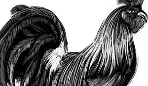 black and white scratchboard of rooster