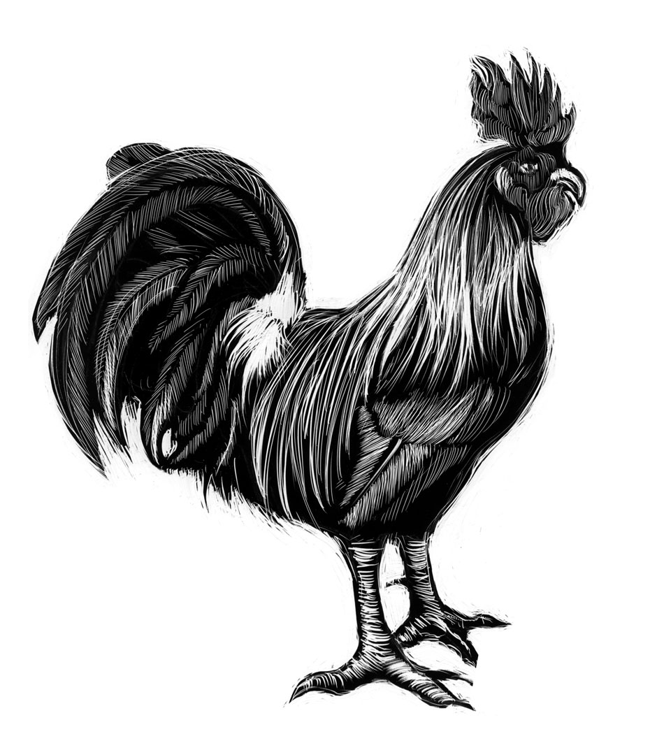 black and white scratchboard of rooster