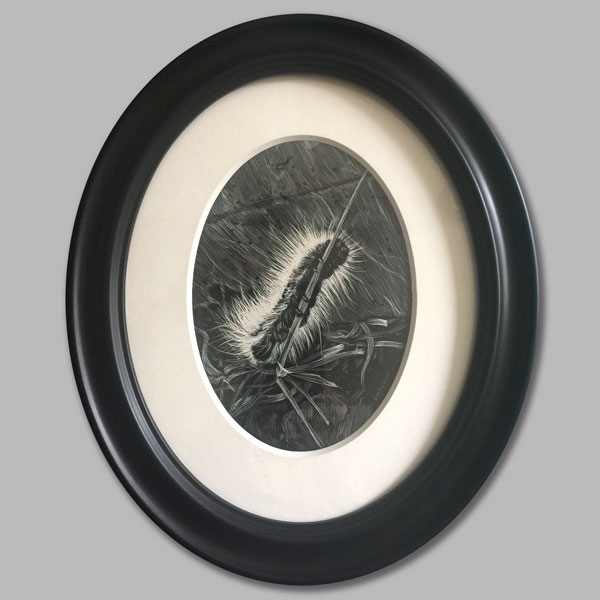 drawing of caterpillar in oval frame