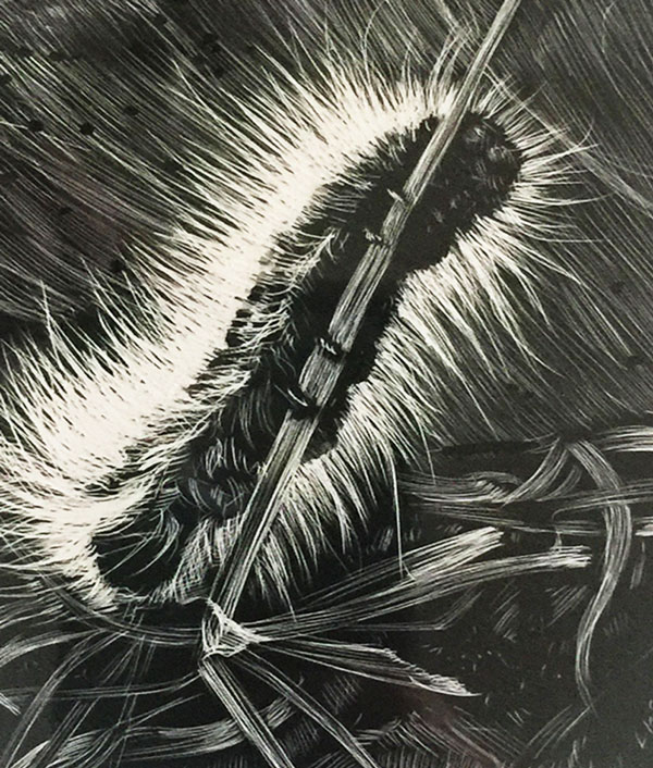 drawing of caterpillar rendered in scratchboard