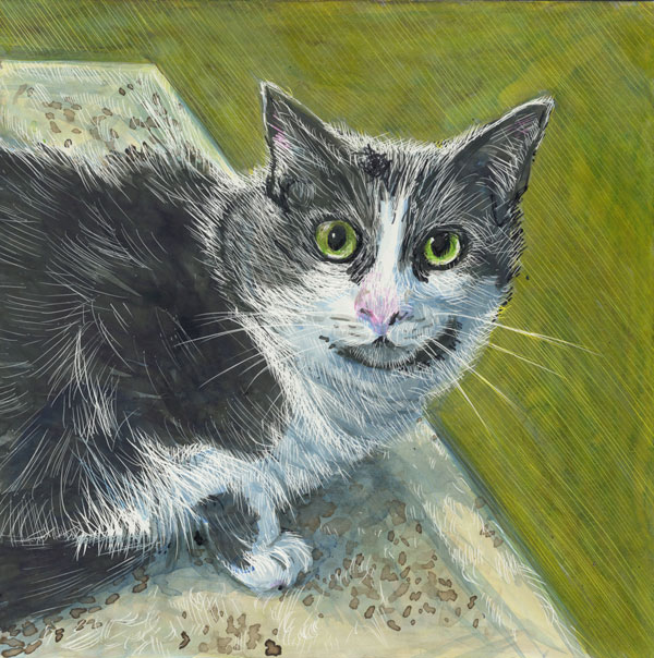 drawing of gray and white cat with large eyes rendered in colored scratchboard inks.