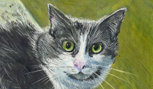 drawing of gray and white cat with large eyes rendered in colored scratchboard inks.