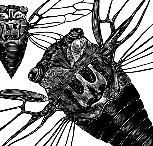 cicada insect flying rendered in scratchboard.