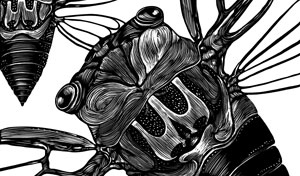 cicada insect flying rendered in scratchboard.