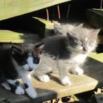 two kittens on a wooden board for student use for scratchboard class.