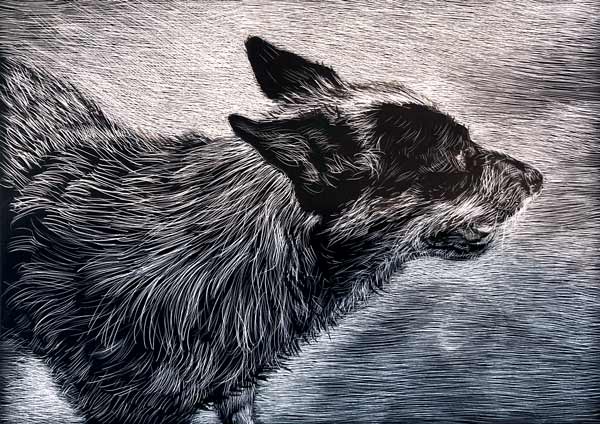 black and white drawing of a gray dog