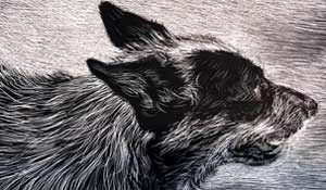 black and white drawing of a gray dog