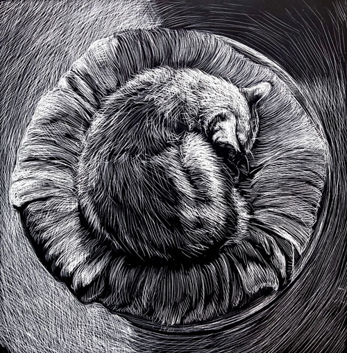 black and white drawing of a cat sleeping curled up in a ball.